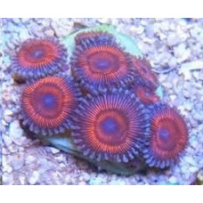 Coral soft - zoanthus fire and ice - muda p