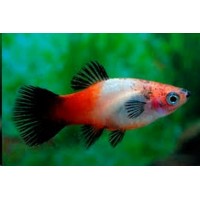 Peixe platy tricolor (ph 7.4)