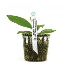 Planta natural anubias lanceolata a7