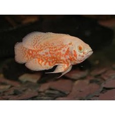Peixe oscar red tiger albino m