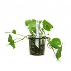Planta natural hydrocotyle leucocephala h4