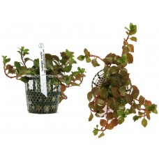 Planta natural ludwigia ovalis l11