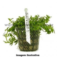 Planta natural limnophila sp. (vietnam) l17