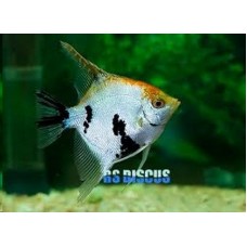Peixe acara bandeira p