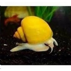 Caramujo ampularia amarelo
