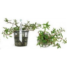 L8 planta ludwigia arcuata