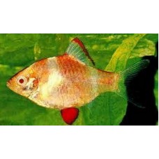 Peixe barbus sumatra albino (ph 7.0)