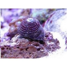 Turbo snail
